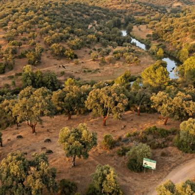 Cork oak tree and bark texture